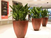 Best Indoor Plants Hire Service in Melbourne image 1